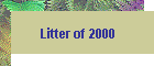 Litter of 2000
