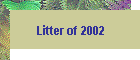 Litter of 2002