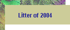 Litter of 2008