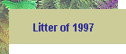 Litter of 1997