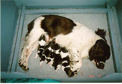 Sisse and pups when 3 days old